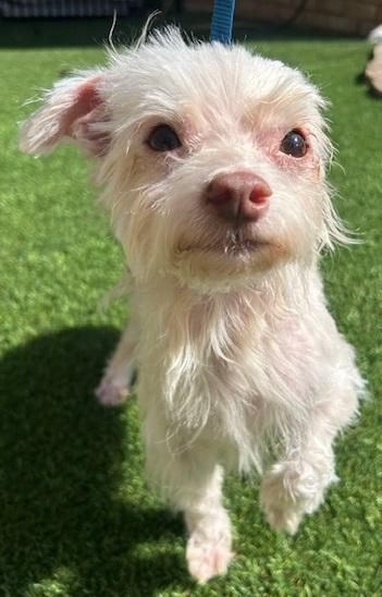 MARCO, Young Male Maltese