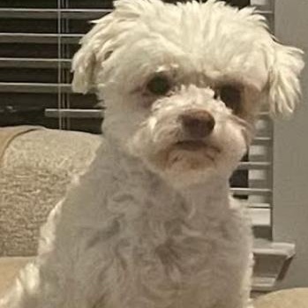 MARCO, an adoptable Maltese, West Highland White Terrier / Westie in Dallas, TX, 75252 | Photo Image 1