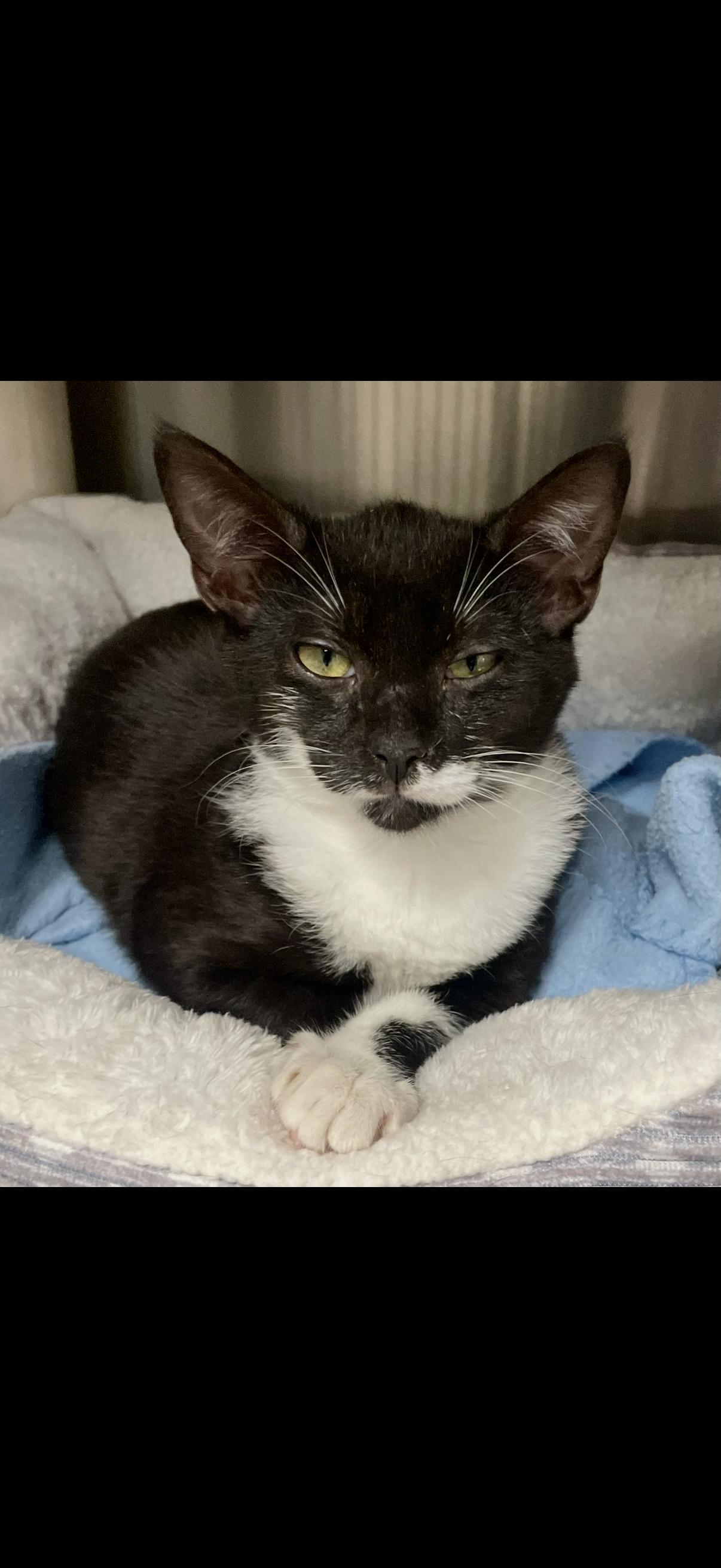 Enlarge Blitzy, a ADOPTABLE Domestic Short Hair in Fernandina Beach, FL image 1/1