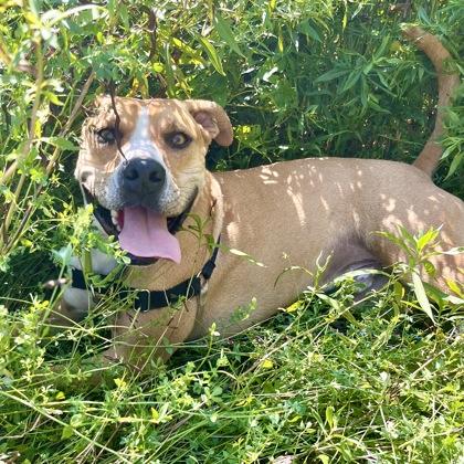 Larry, Adoptable, Adult Male Bulldog.