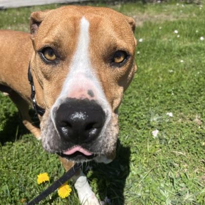 Enlarge Larry, a Adoptable mixed breed in Westbrook, ME image 2/5