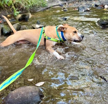 Enlarge Larry, a Adoptable mixed breed in Westbrook, ME image 3/5
