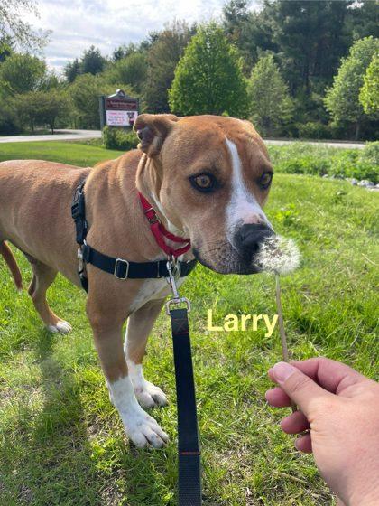 Enlarge Larry, a Adoptable mixed breed in Westbrook, ME image 4/5