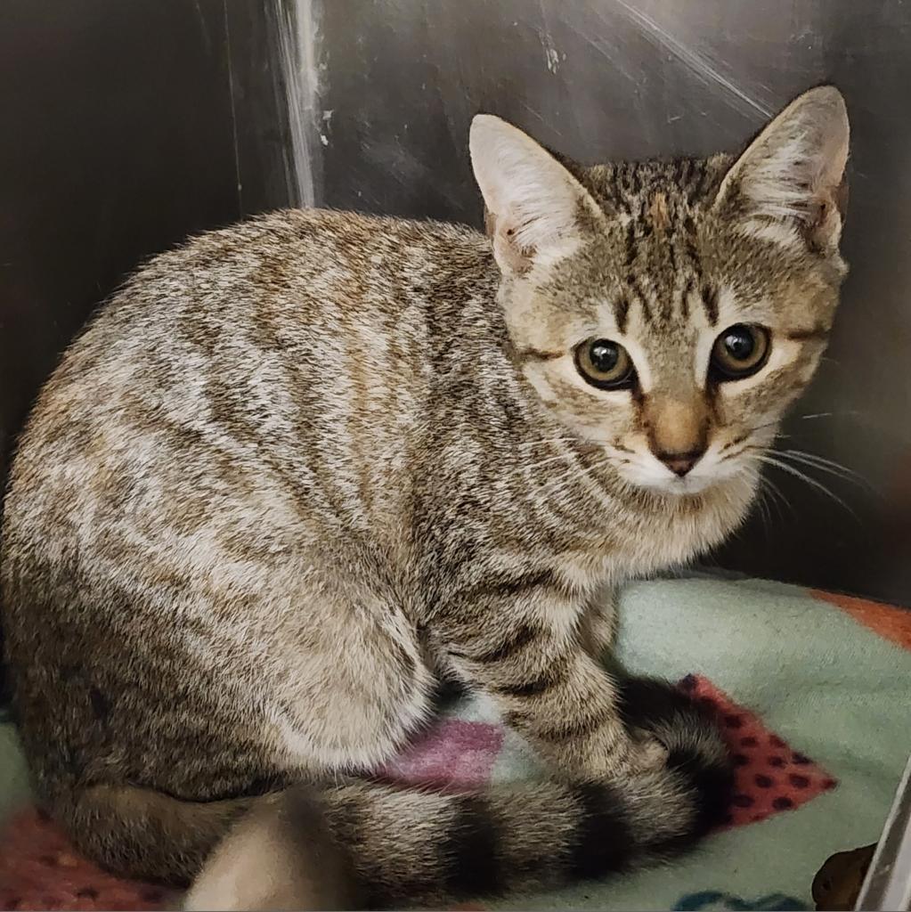 Siri, Adoptable, Adult Female Domestic Short Hair.