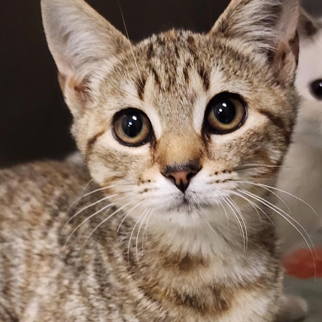 Enlarge Siri, a Adoptable Domestic Short Hair in Galax, VA image 2/2