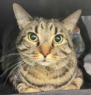 Enlarge Baby (ID 51022/1180), a ADOPTABLE Domestic Short Hair in Manassas, VA image 1/2