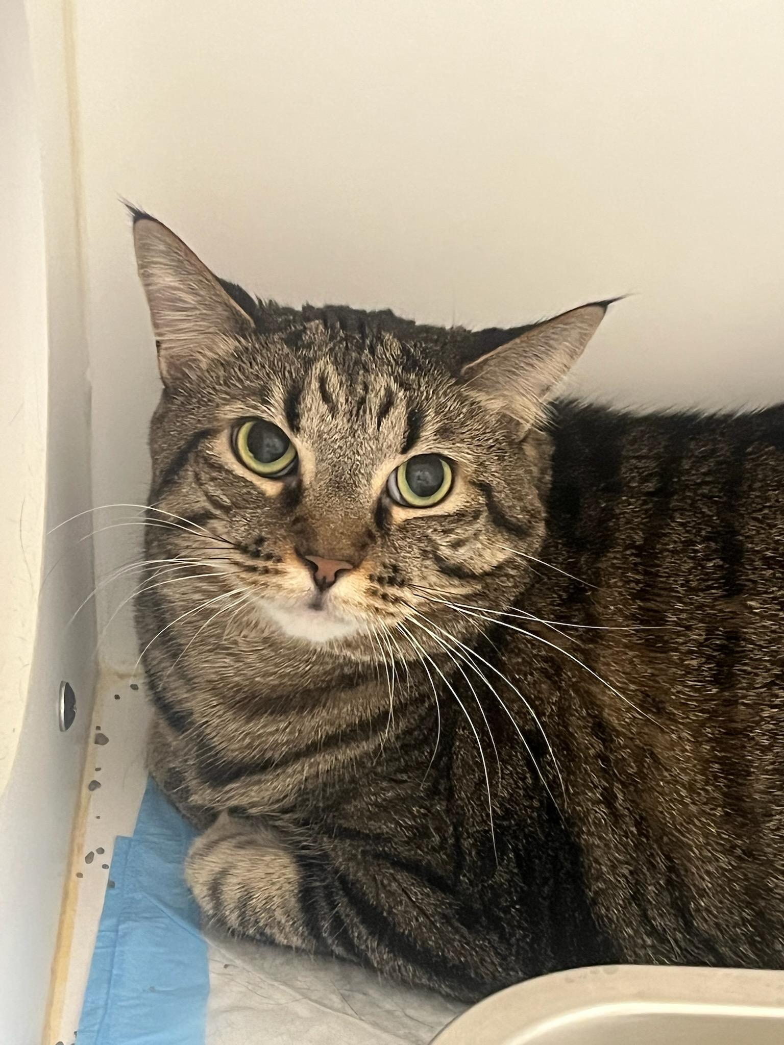 Enlarge Baby (ID 51022/1180), a ADOPTABLE Domestic Short Hair in Manassas, VA image 2/2