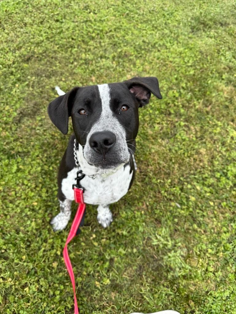 Tostada, Adoptable, Young Male Pit Bull Terrier & Border Collie.