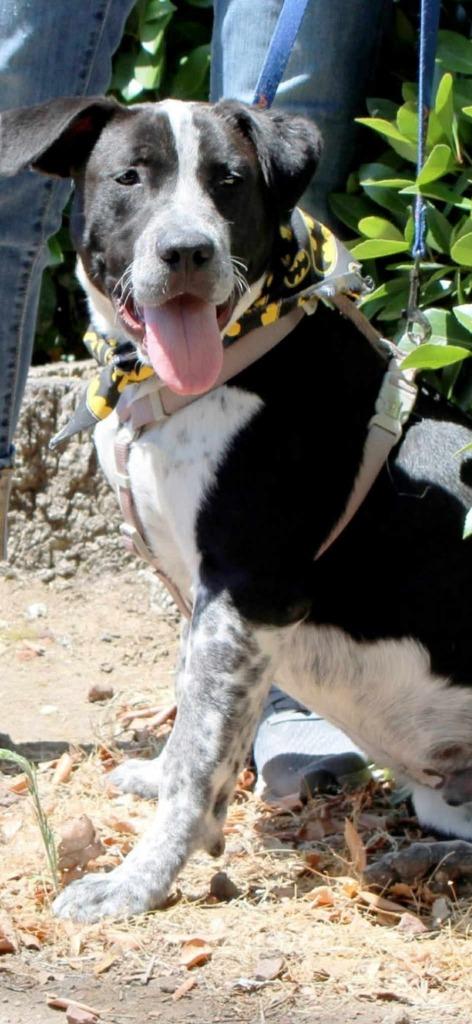 Tostada, a Adoptable mixed breed in Brookings, OR image 2/5