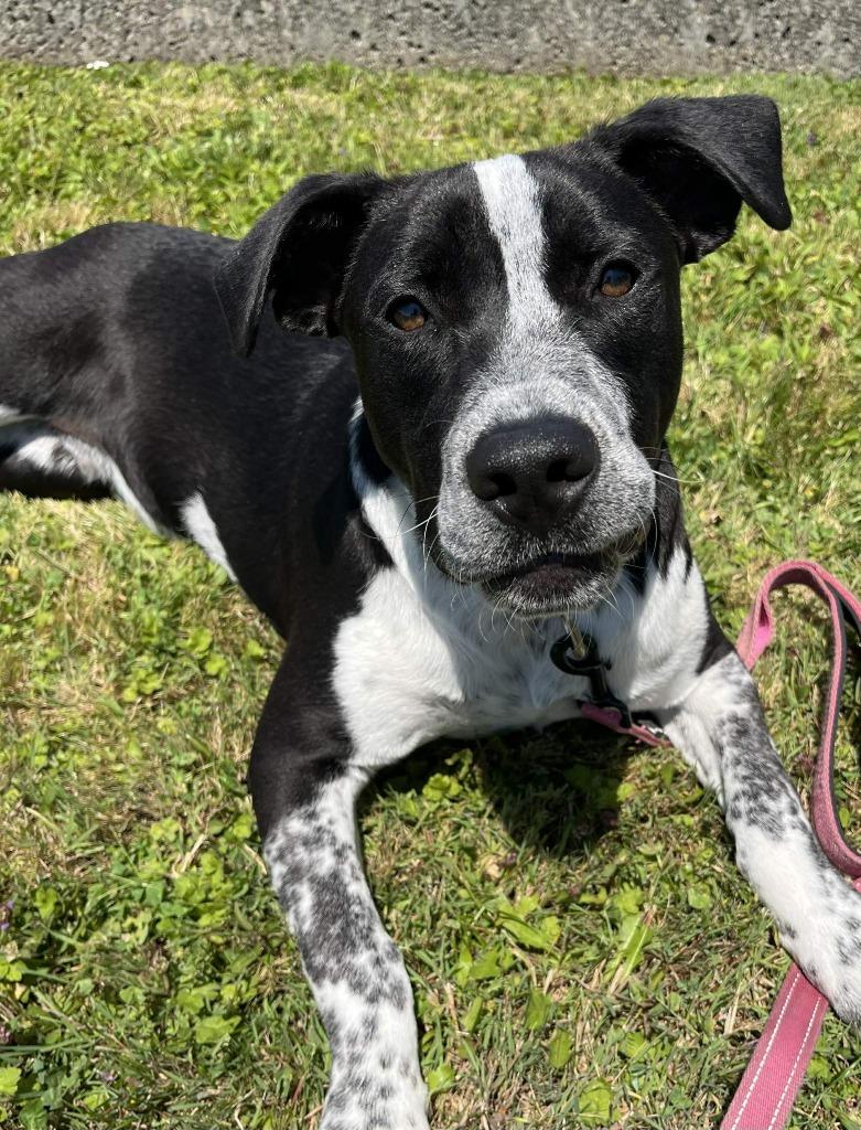 Tostada, a Adoptable mixed breed in Brookings, OR image 4/5