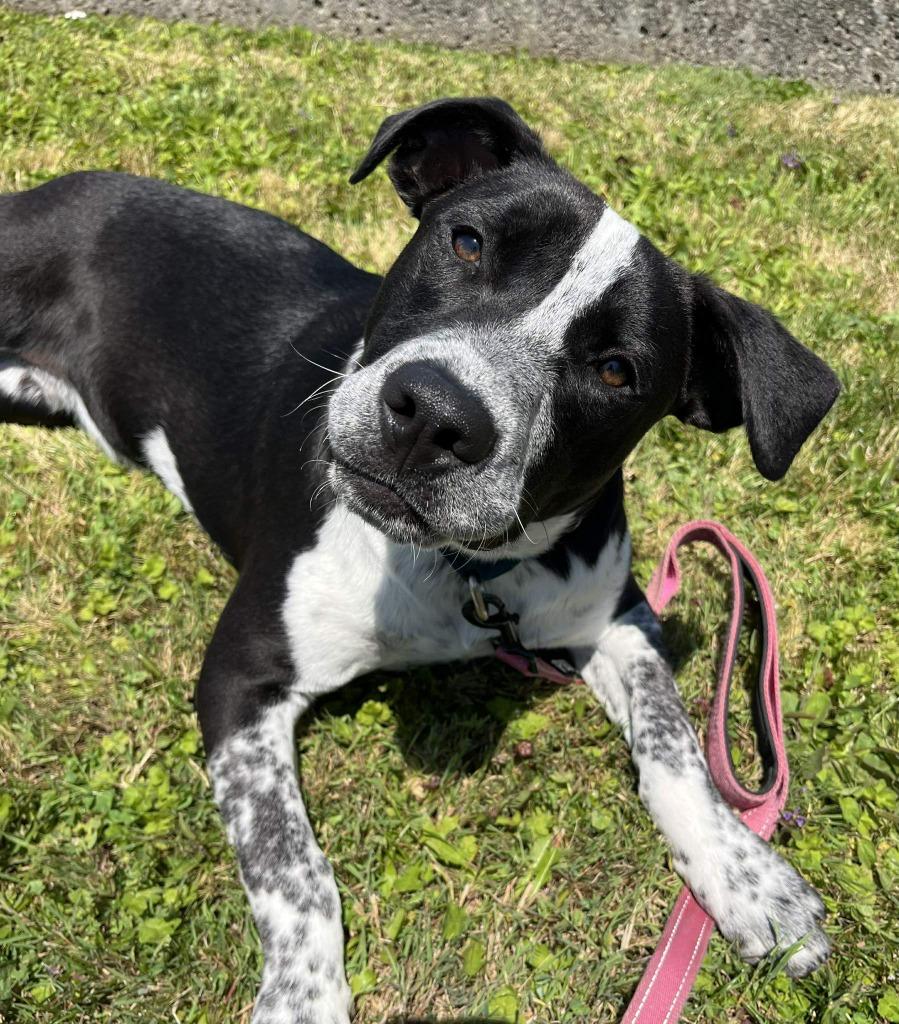 Enlarge Tostada, a Adoptable mixed breed in Brookings, OR image 4/5
