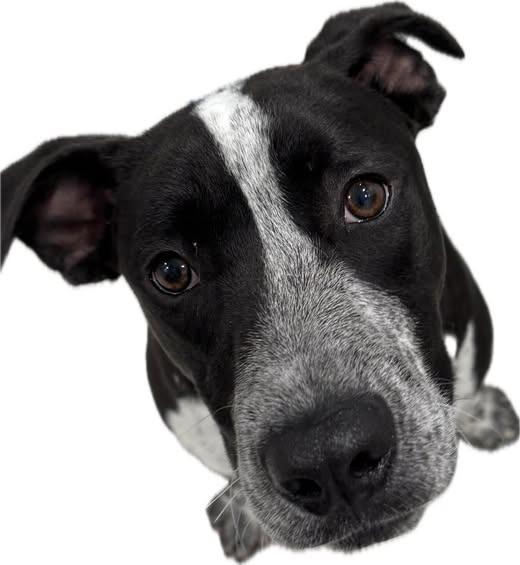 Enlarge Tostada, a Adoptable mixed breed in Brookings, OR image 5/5