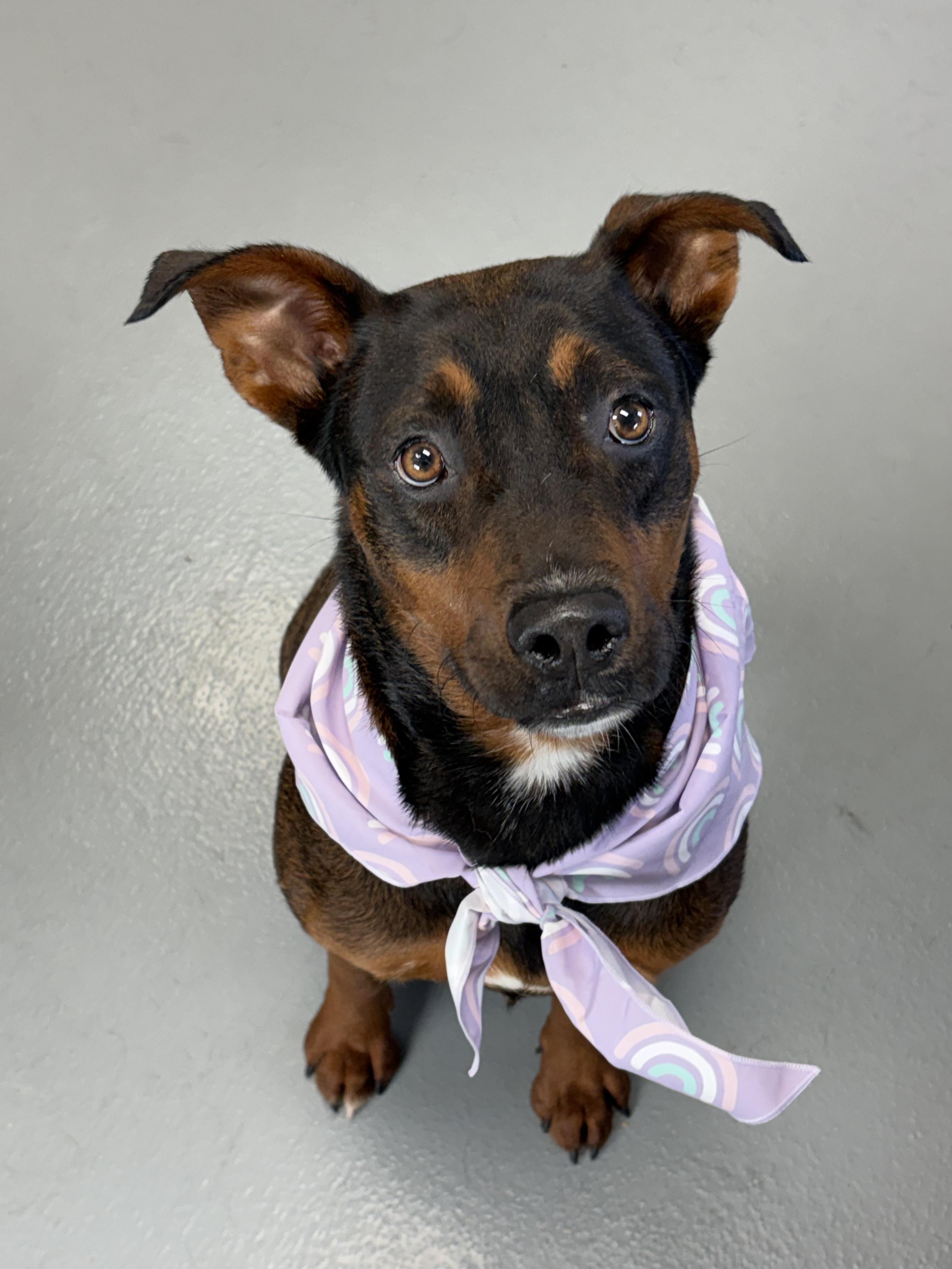 Blair, a Adoptable mixed breed in Zimmerman, MN image 3/4