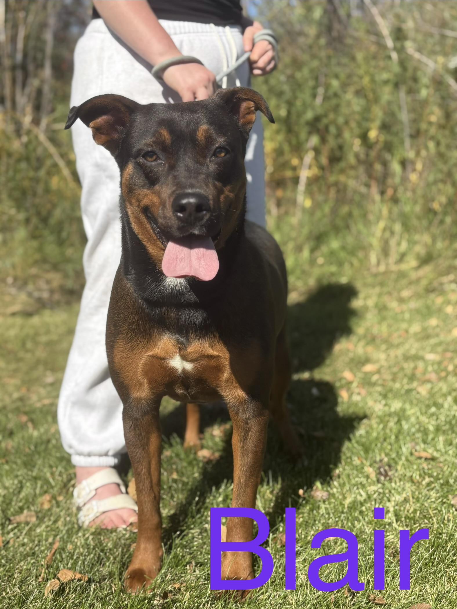 Enlarge Blair, a Adoptable mixed breed in Zimmerman, MN image 1/5