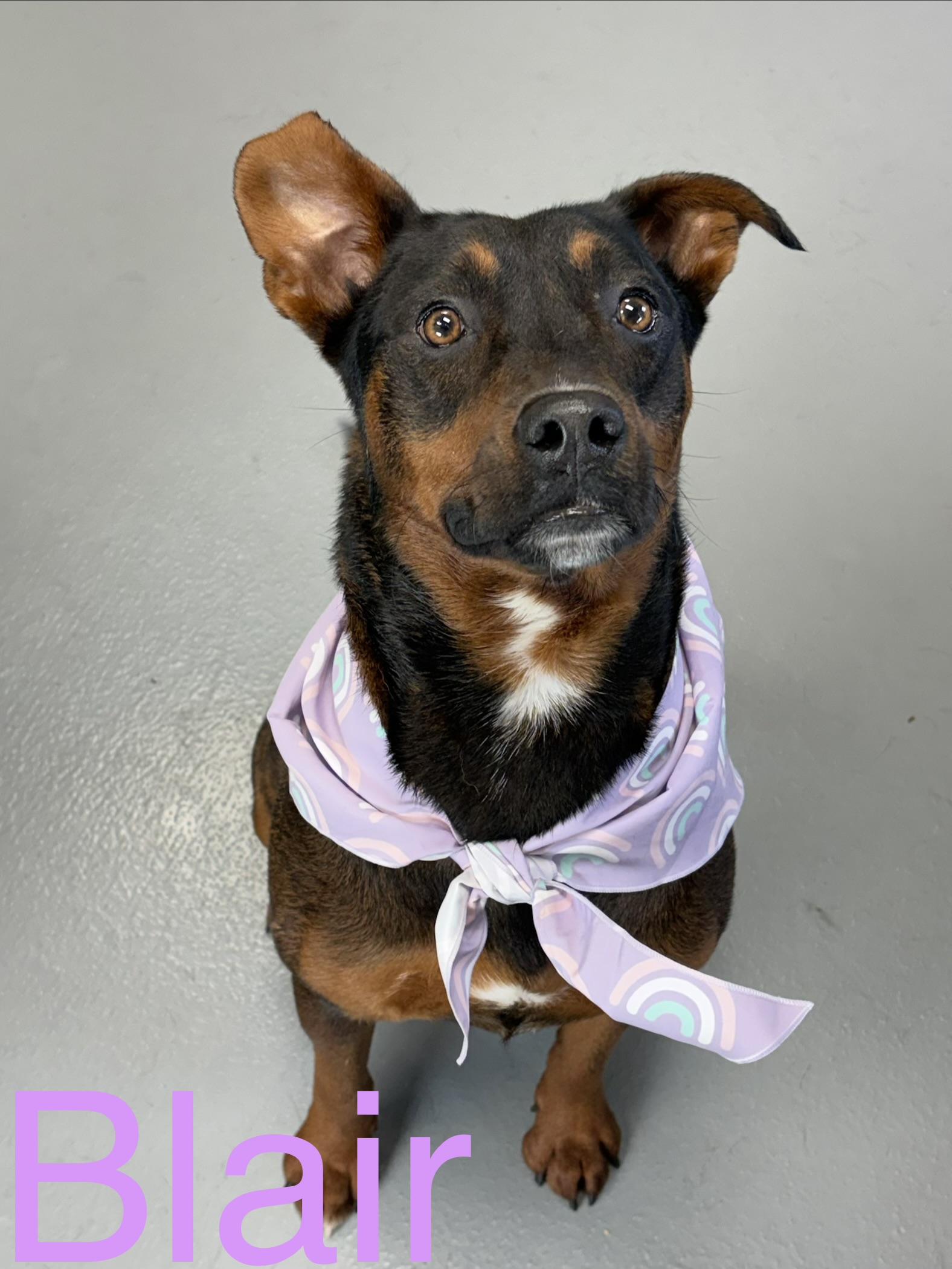 Blair, Adoptable, Young Female Terrier.