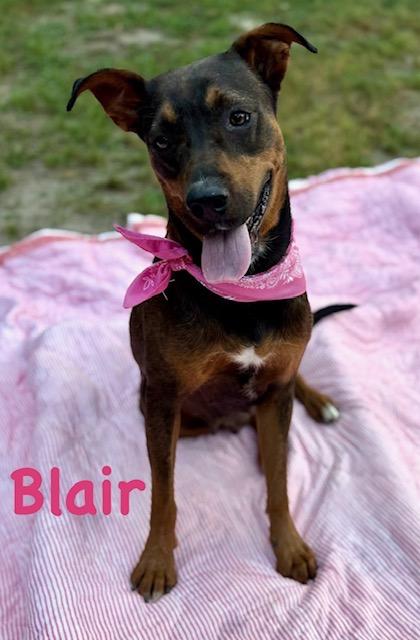 Blair, a Adoptable mixed breed in Zimmerman, MN image 2/4