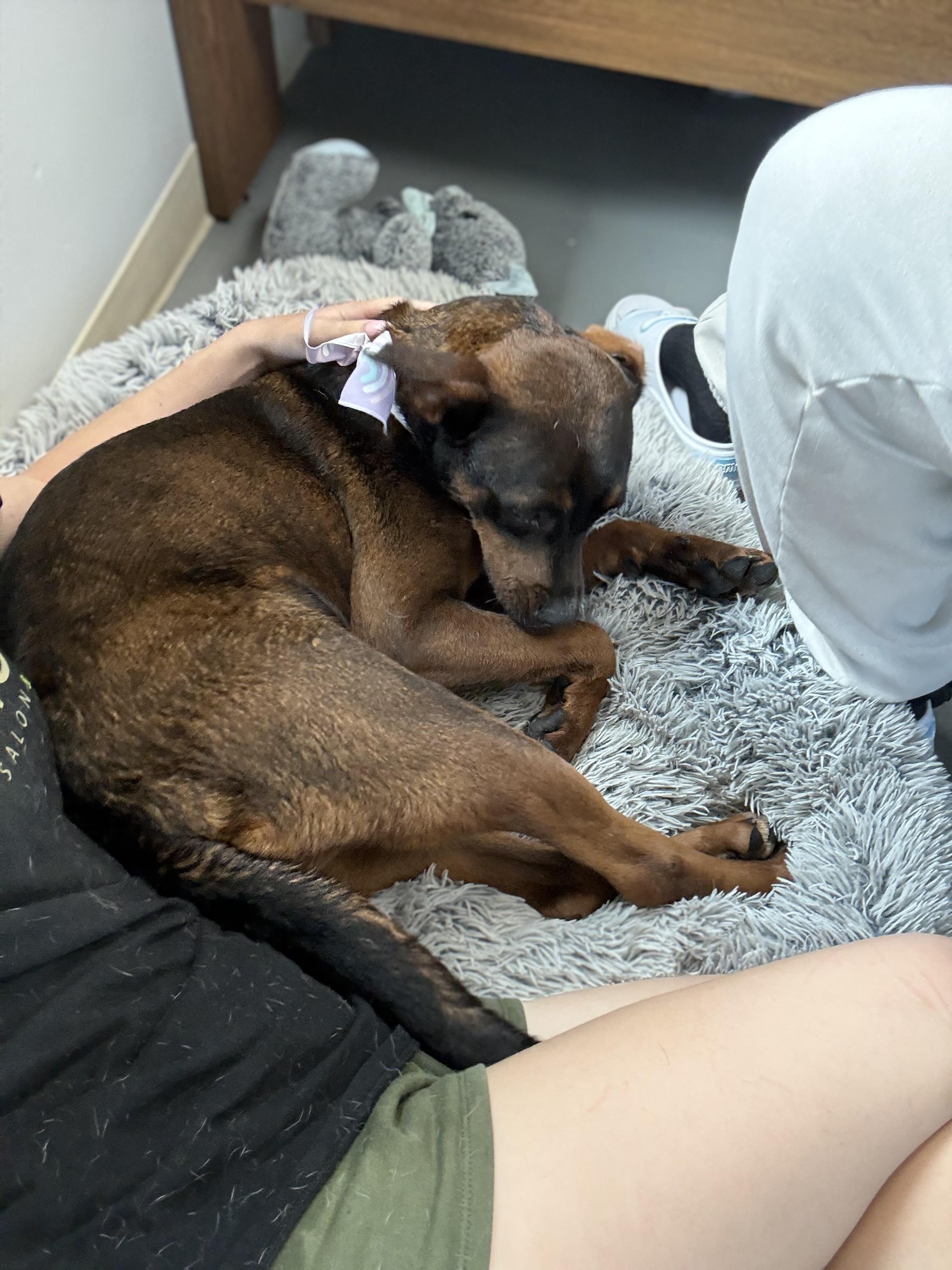 Blair, a Adoptable mixed breed in Zimmerman, MN image 4/4