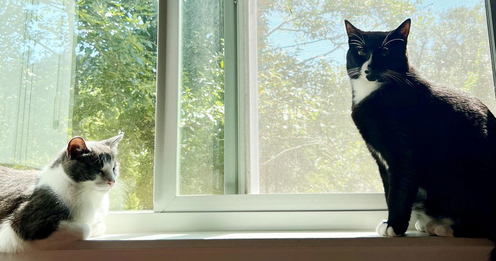 Enlarge POPPI & BELLA #1786 - Offered by Owner - Bonded, a Adopted mixed breed in Hillsboro, OR image 1/3