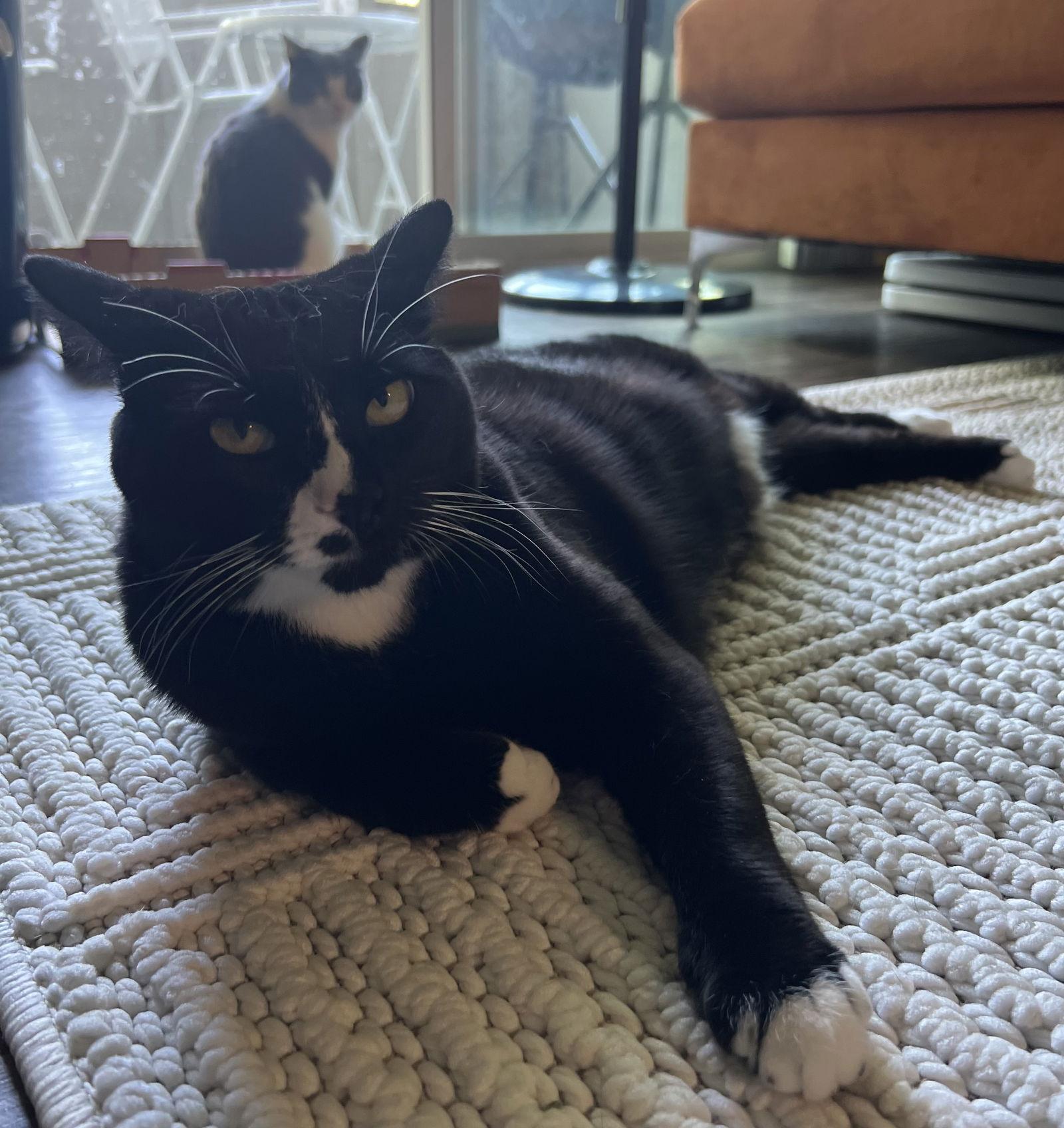 Enlarge POPPI & BELLA #1786 - Offered by Owner - Bonded, a Adopted mixed breed in Hillsboro, OR image 2/3