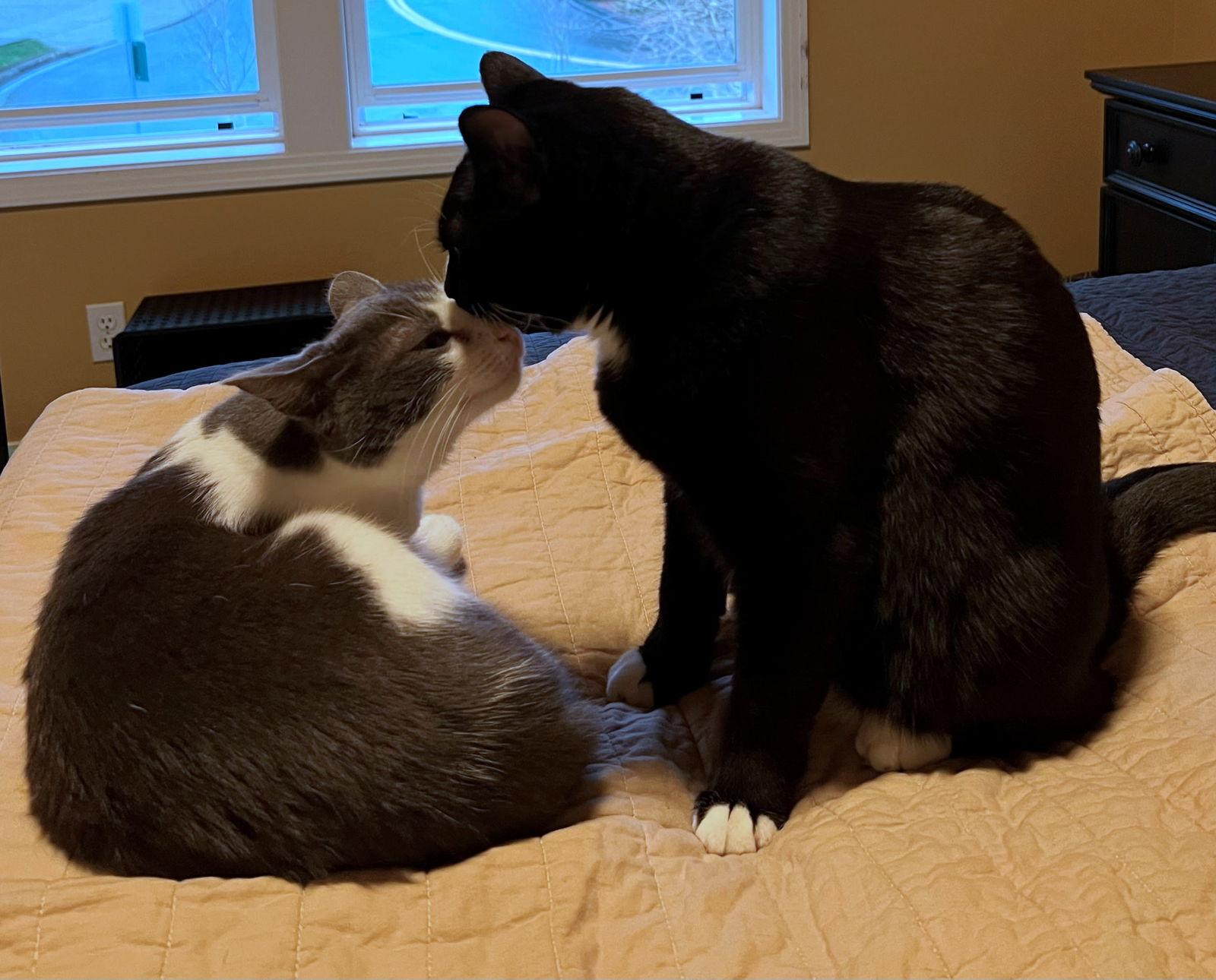 Enlarge POPPI & BELLA #1786 - Offered by Owner - Bonded, a Adopted mixed breed in Hillsboro, OR image 3/3