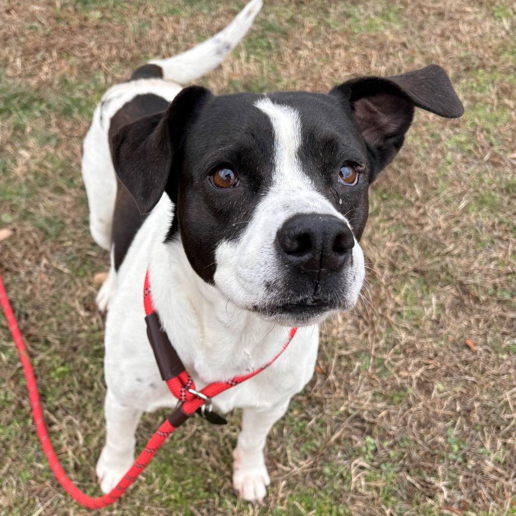 Harley, Adoptable, Adult Female Mixed Breed.