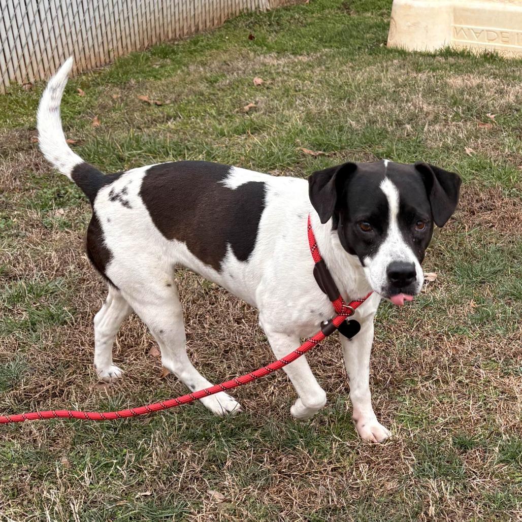 Enlarge Harley, a Adoptable Mixed Breed in Greenville, SC image 2/6