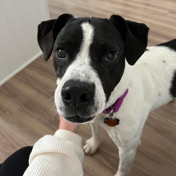 Enlarge Harley, a Adoptable Mixed Breed in Greenville, SC image 3/6