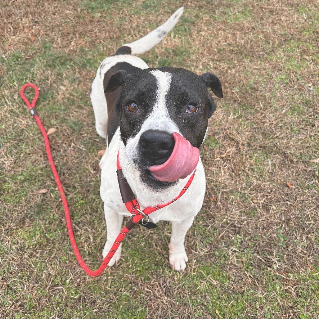 Enlarge Harley, a Adoptable Mixed Breed in Greenville, SC image 4/6