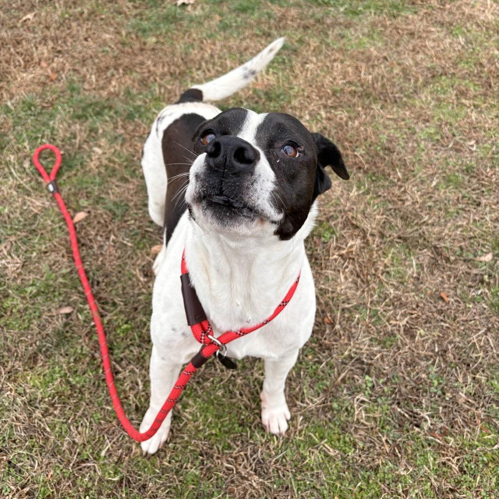 Enlarge Harley, a Adoptable Mixed Breed in Greenville, SC image 5/6