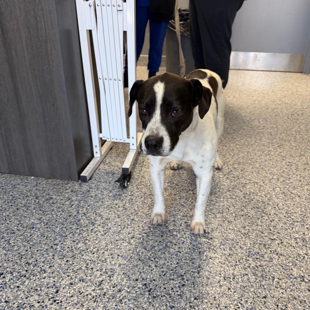 Enlarge Harley, a Adoptable Mixed Breed in Greenville, SC image 6/6