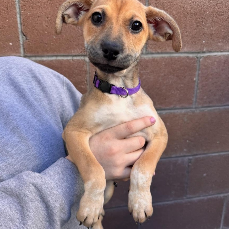 Enlarge Tot, a ADOPTABLE Mixed Breed in Henderson, NV image 1/1