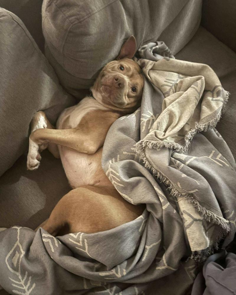 Rocky, Adoptable, Adult Male Pit Bull Terrier.