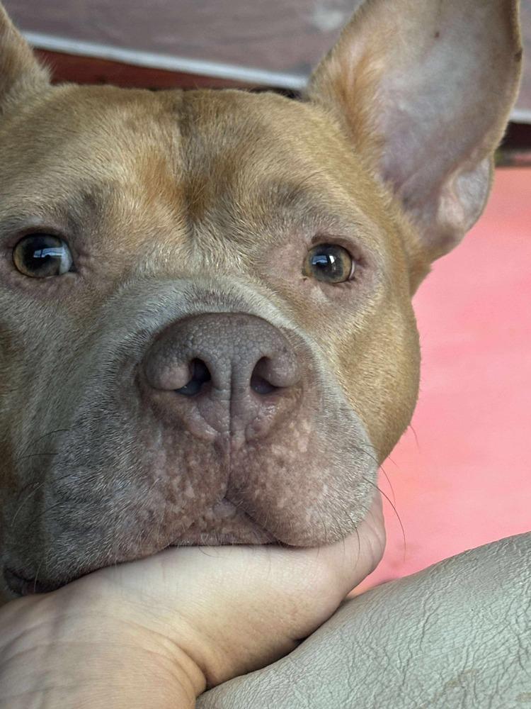 Rocky, Adoptable, Adult Male Pit Bull Terrier.