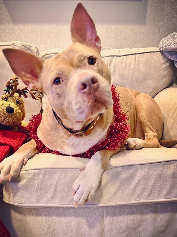 Rocky, Adoptable, Adult Male Pit Bull Terrier.