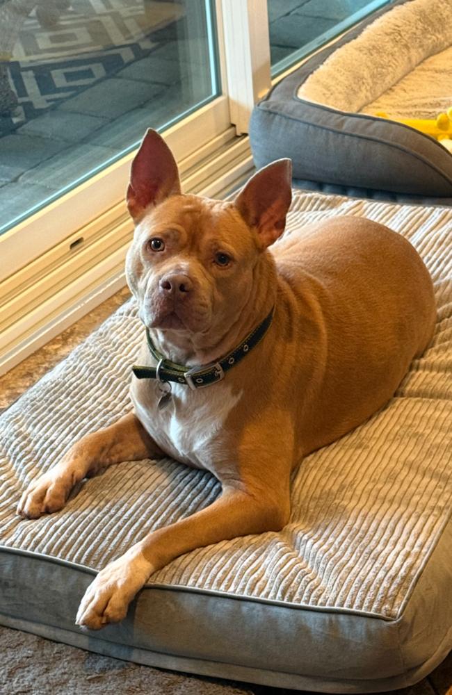 Rocky, a Adoptable mixed breed in Melbourne Beach, FL image 2/6