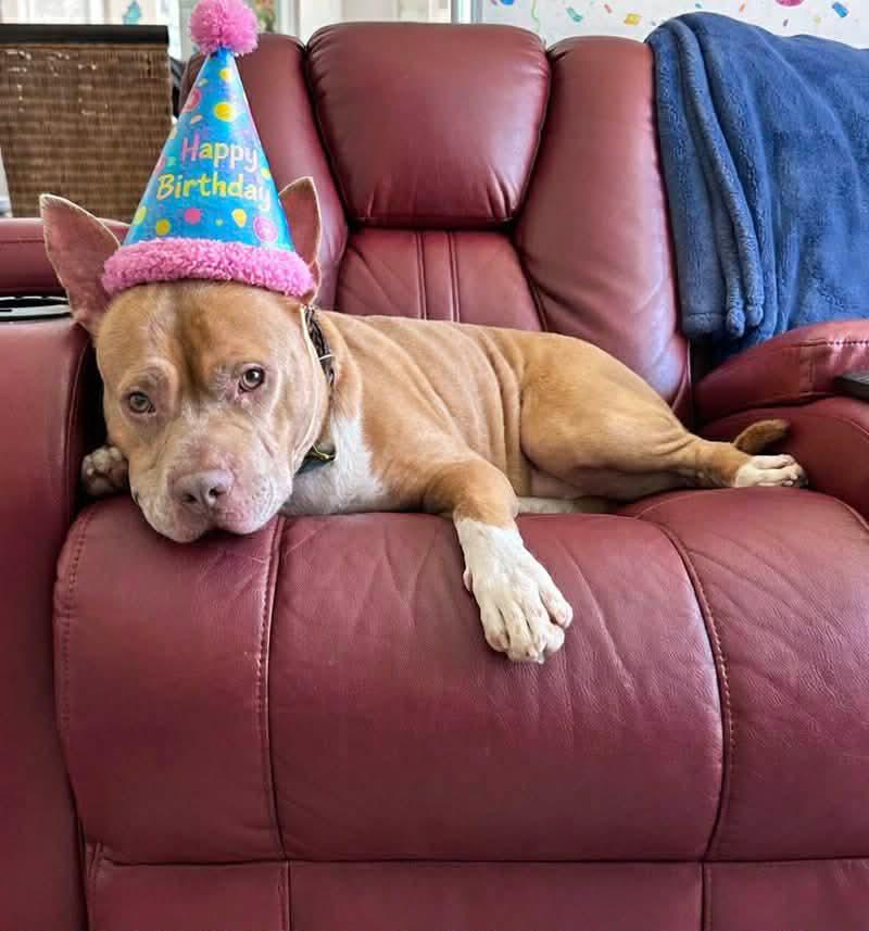 Enlarge Rocky, a Adoptable mixed breed in Melbourne Beach, FL image 3/6