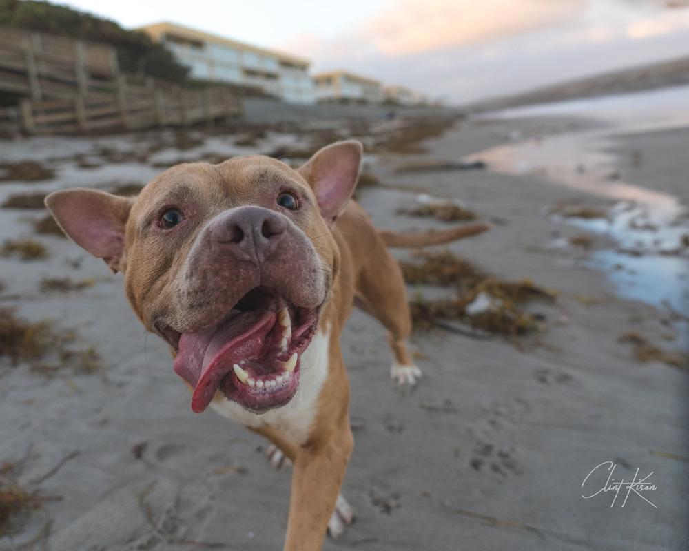 Rocky, a Adoptable mixed breed in Melbourne Beach, FL image 4/6