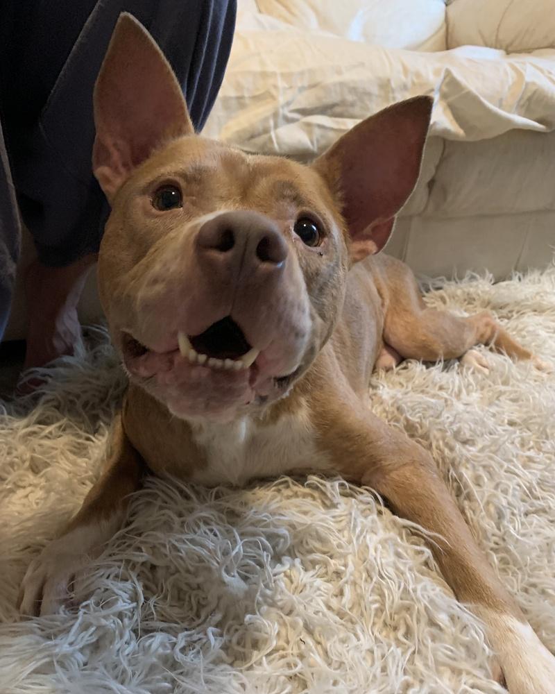 Rocky, Adoptable, Adult Male Pit Bull Terrier.