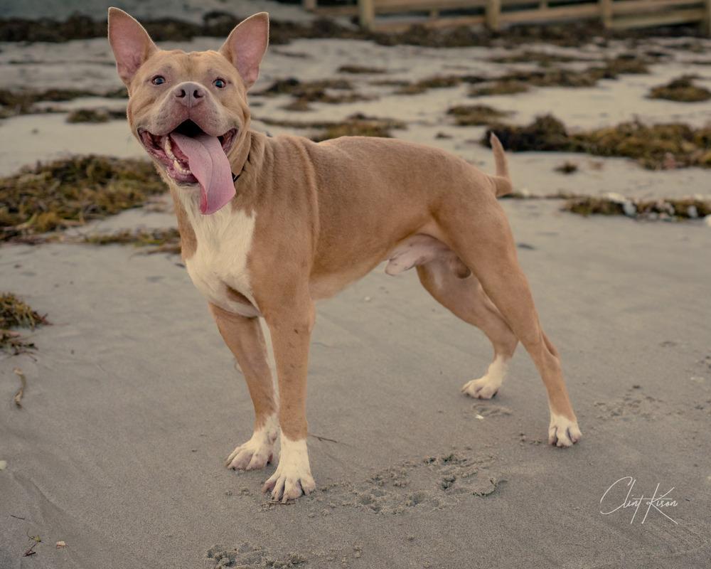 Rocky, a Adoptable mixed breed in Melbourne Beach, FL image 6/6
