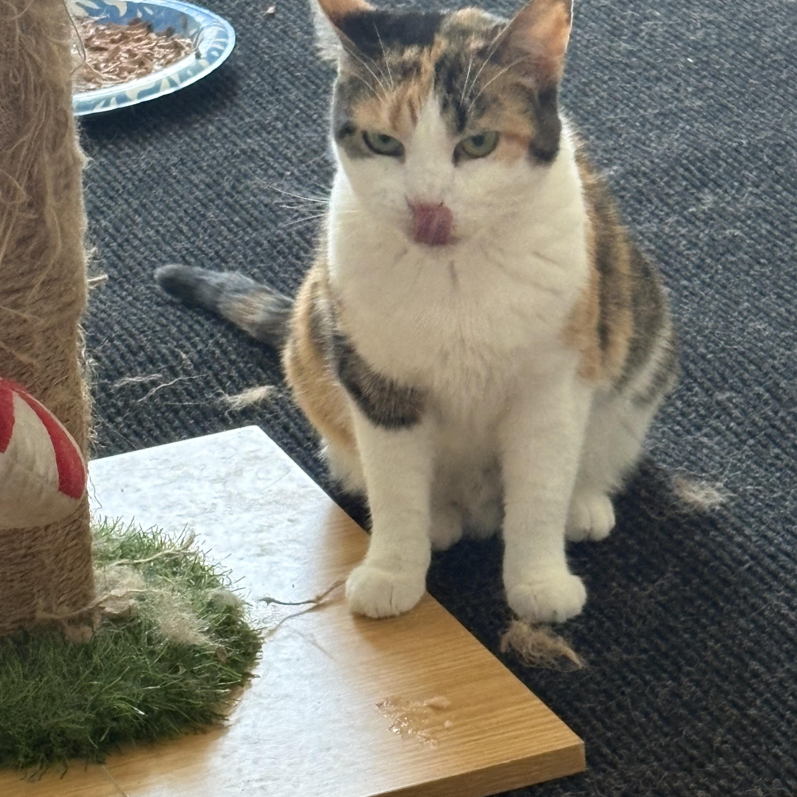 Mama, a ADOPTABLE Calico in Cleveland, OH image 4/5