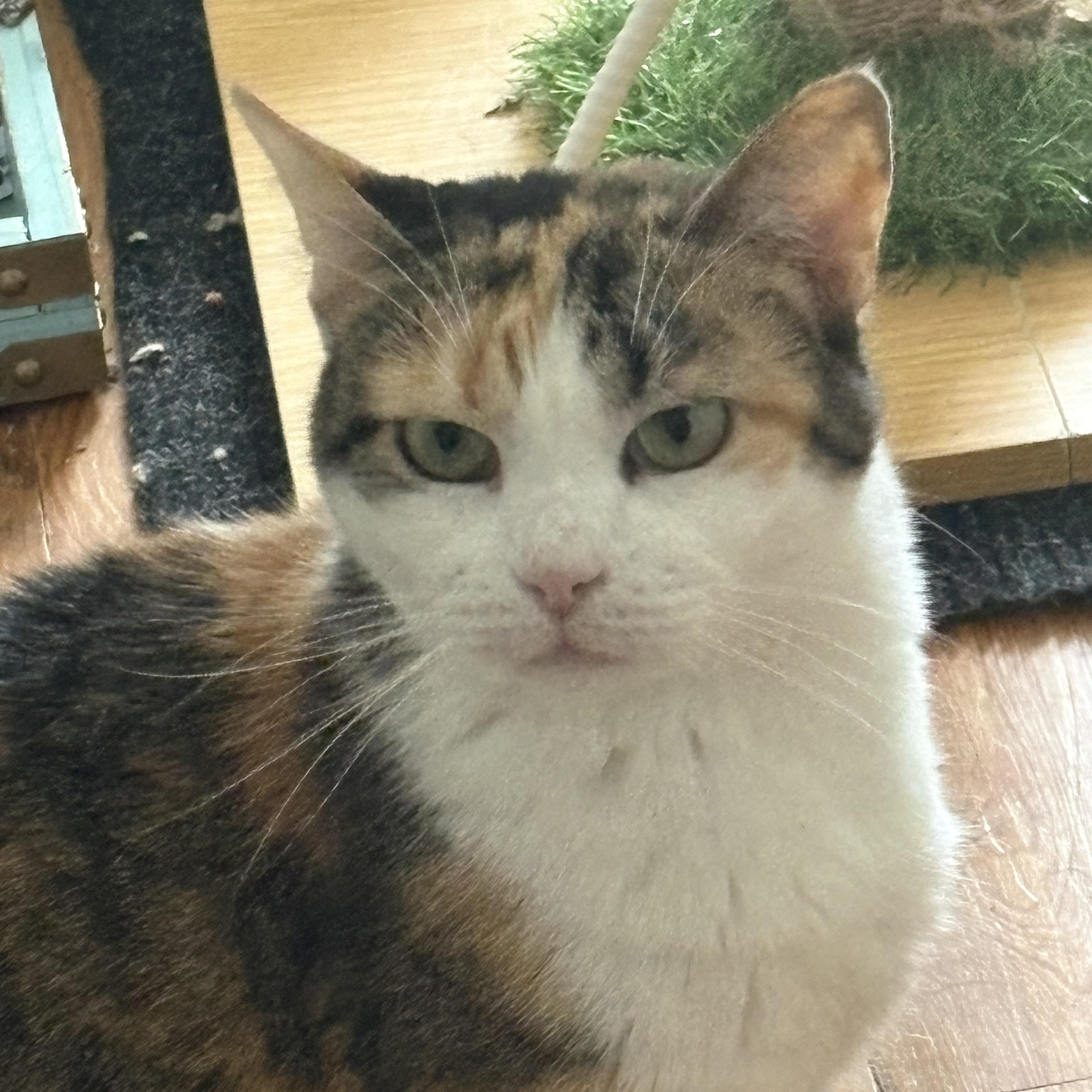 Mama, a ADOPTABLE Calico in Cleveland, OH image 5/5