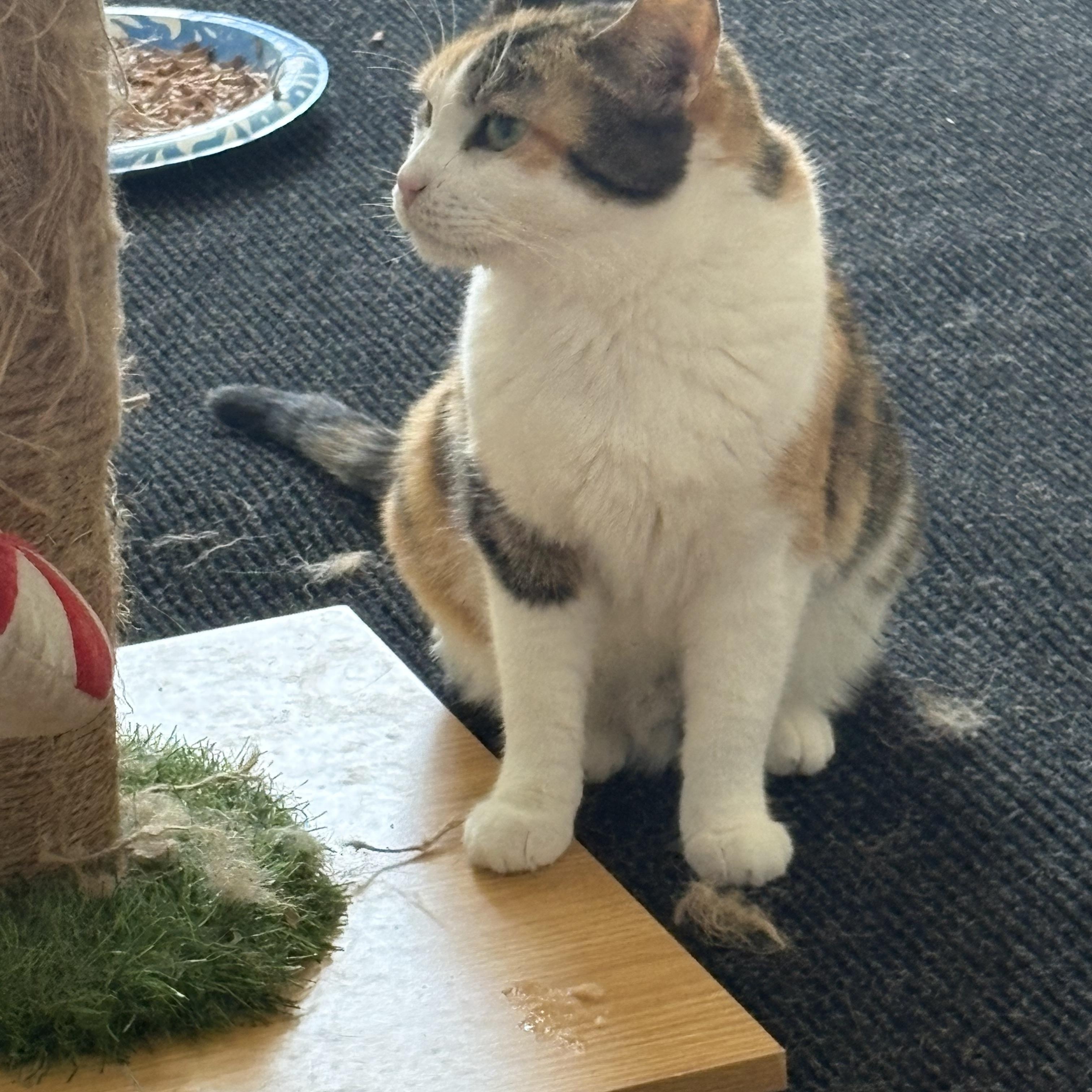 Mama, a ADOPTABLE Calico in Cleveland, OH image 3/5