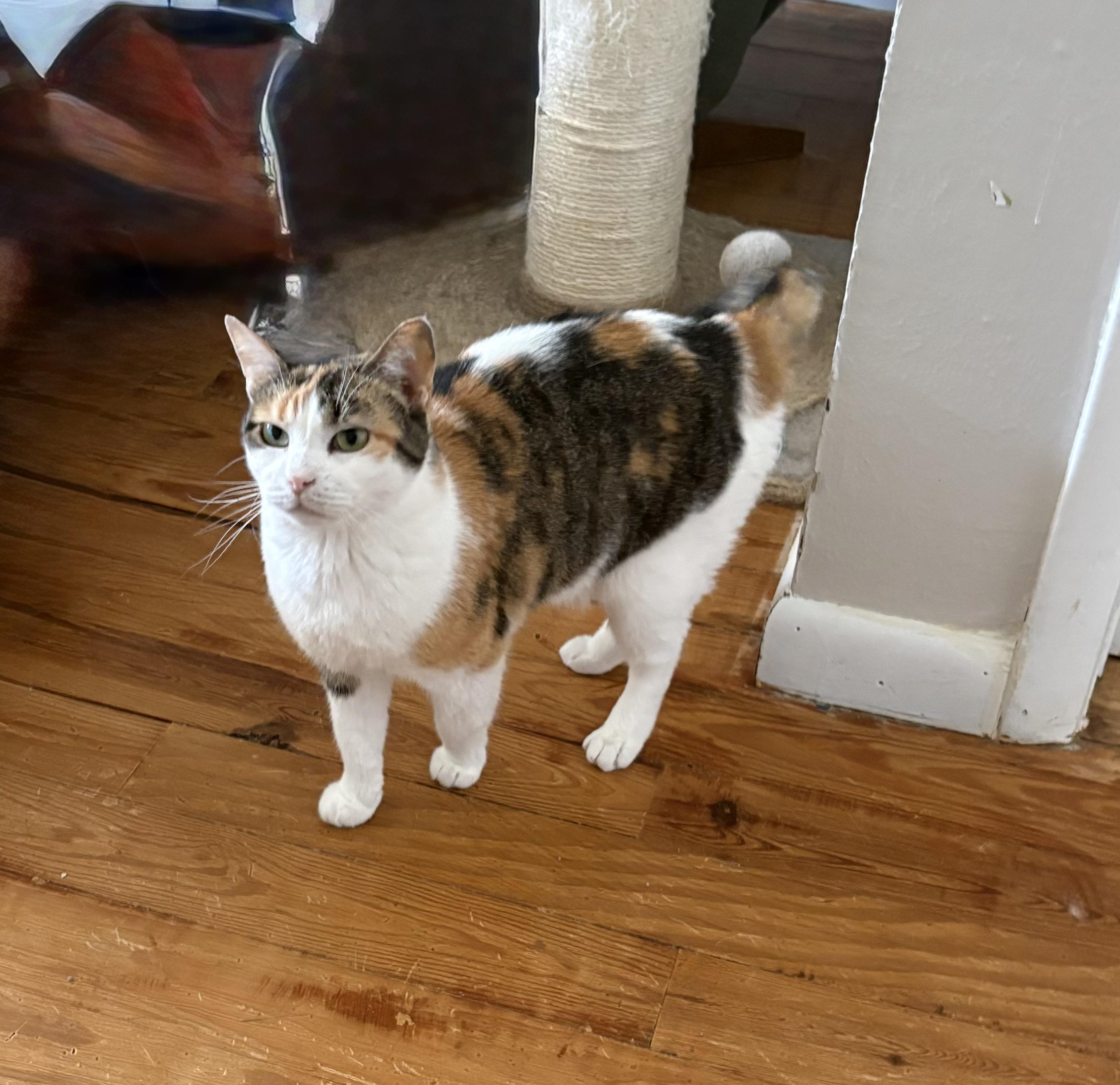 Mama, ADOPTABLE, Adult Female Calico.