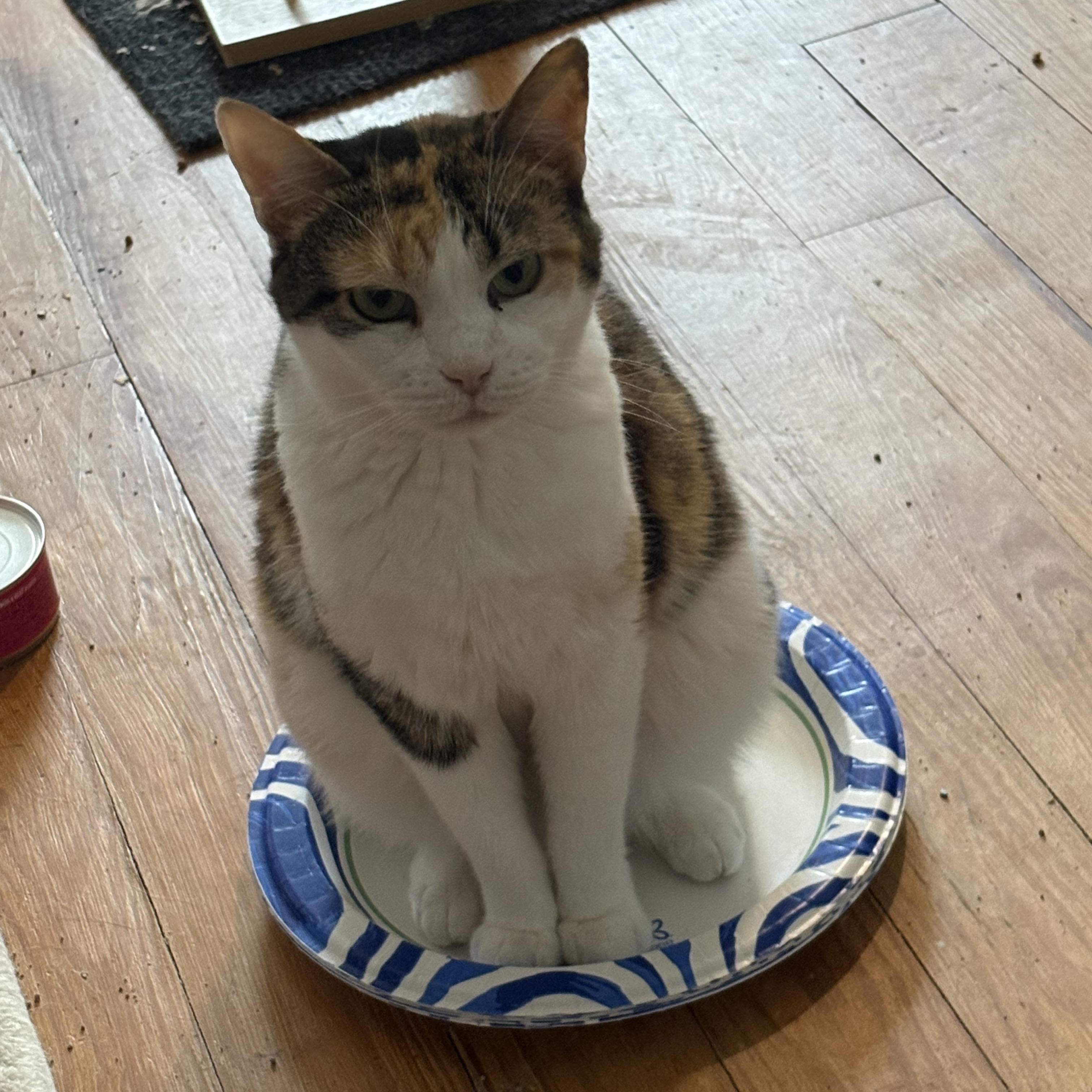 Mama, a ADOPTABLE Calico in Cleveland, OH image 2/5