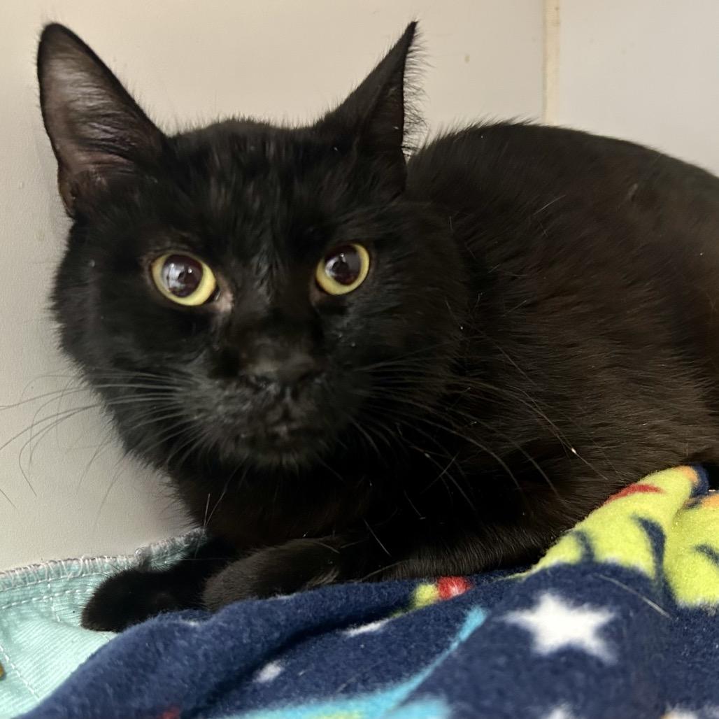 Enlarge Oliver, a Adoptable Domestic Short Hair in St Joseph, MO image 1/1