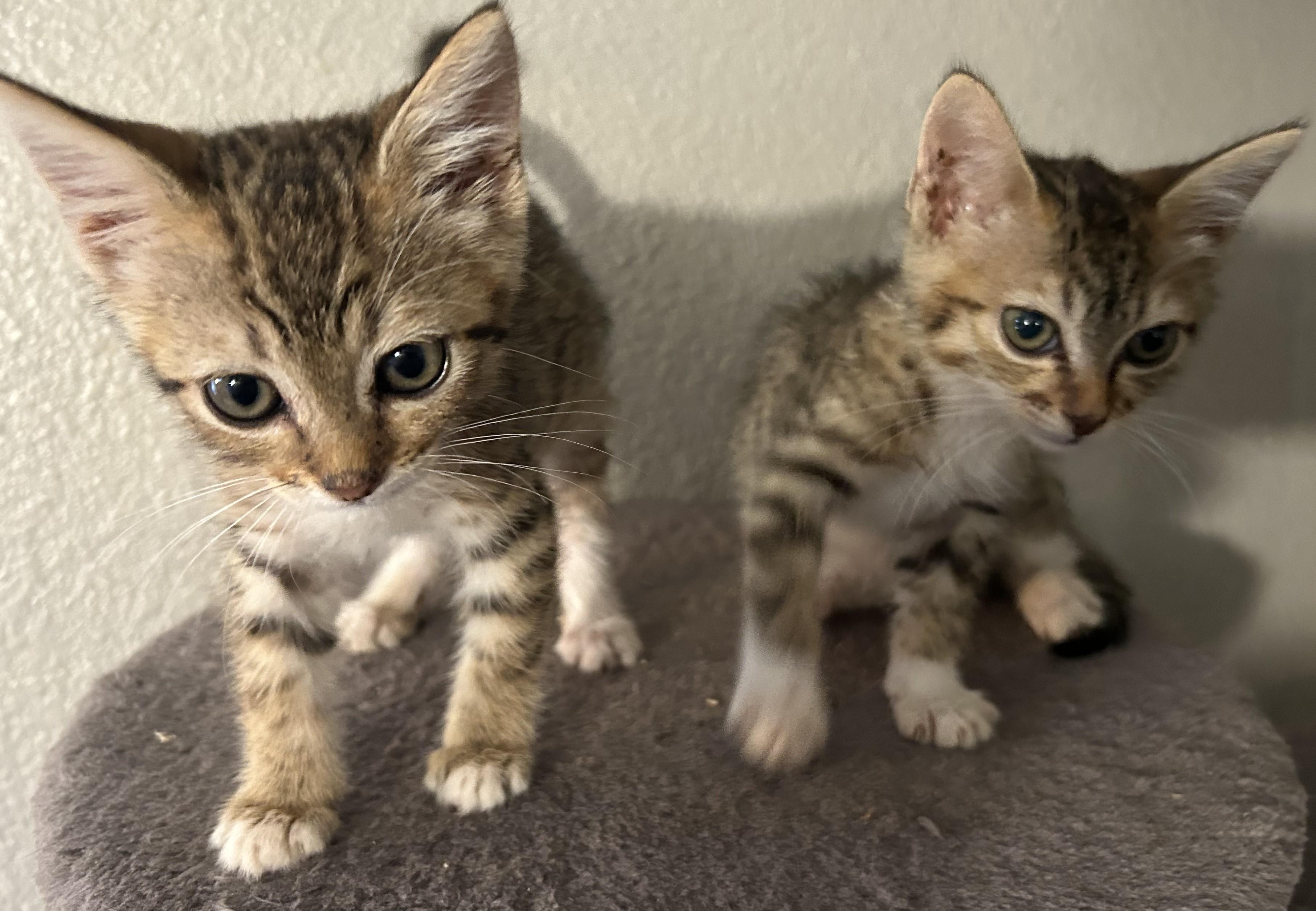 Enlarge Gigi and Gracie, a Adoptable Domestic Short Hair in Redding, CA image 1/4