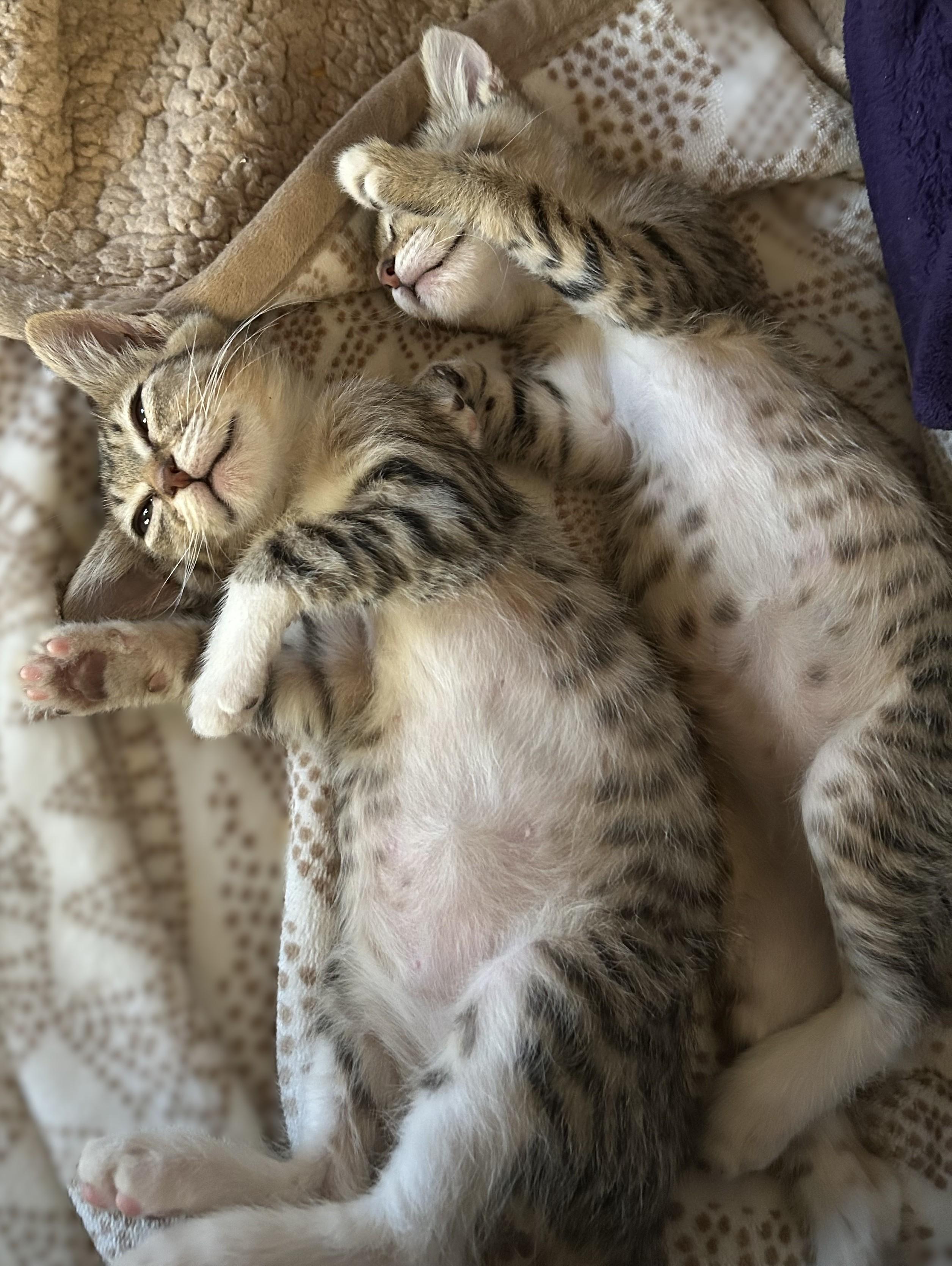 Enlarge Gigi and Gracie, a Adoptable Domestic Short Hair in Redding, CA image 2/4