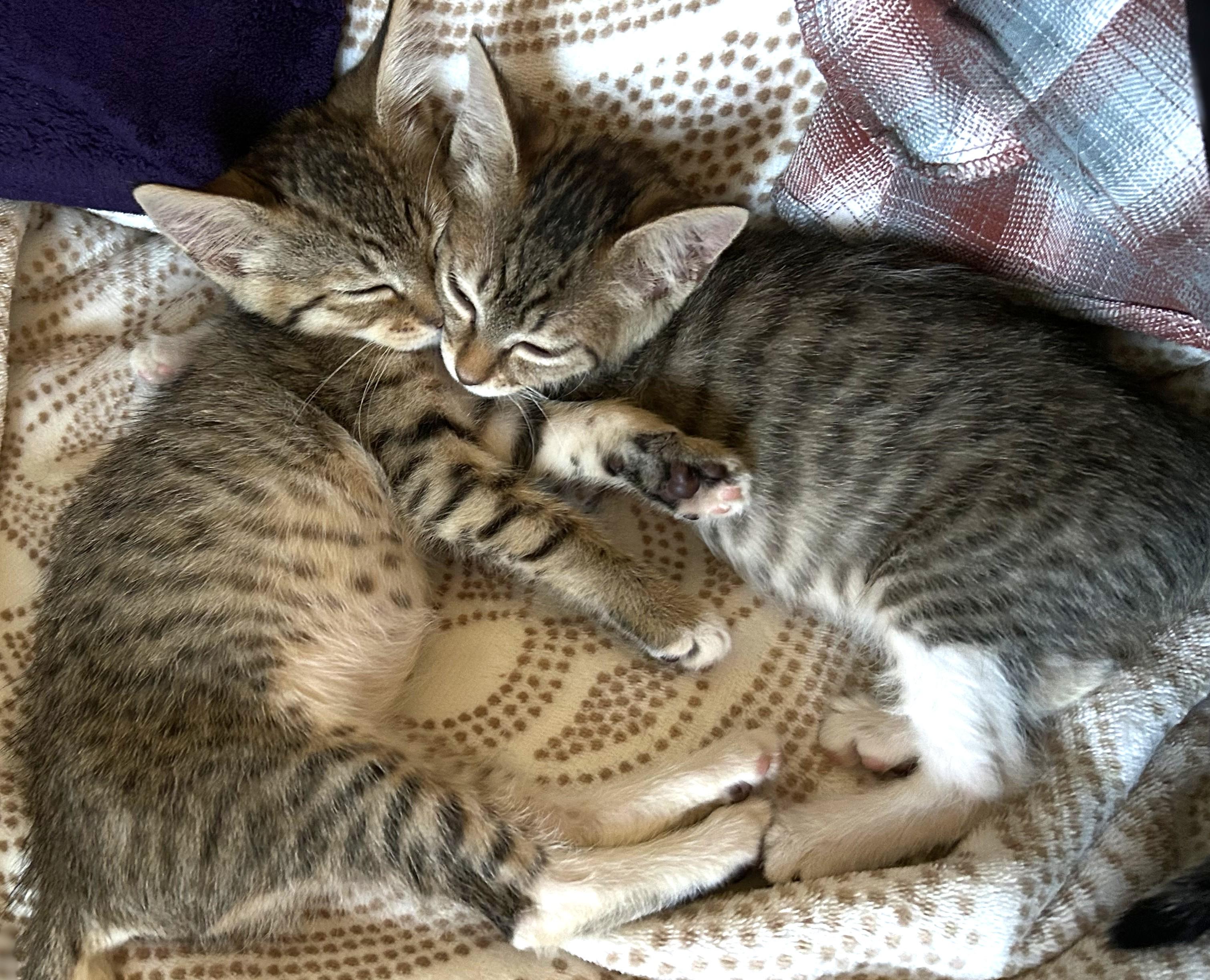 Enlarge Gigi and Gracie, a Adoptable Domestic Short Hair in Redding, CA image 4/4