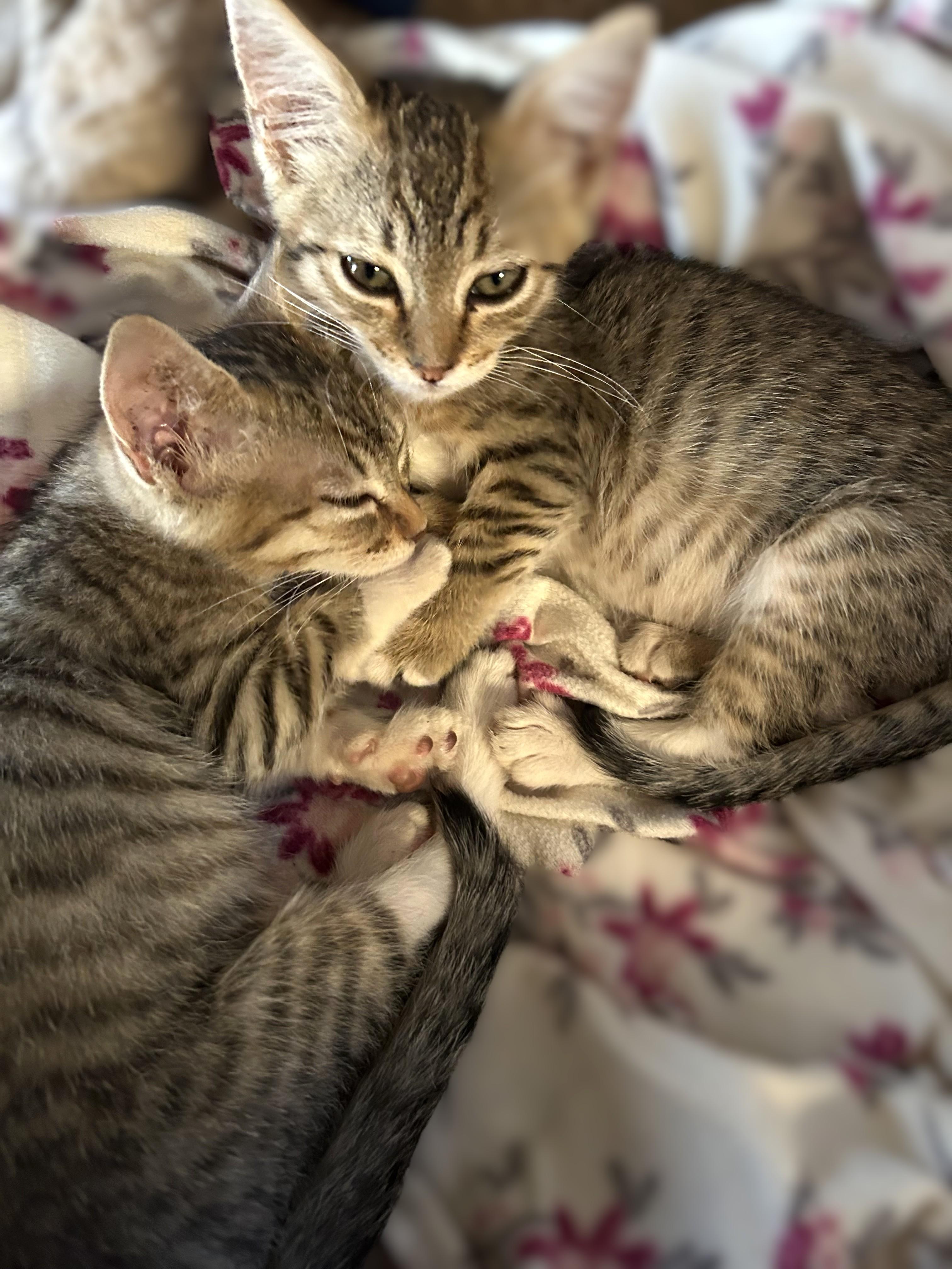Enlarge Gigi and Gracie, a Adoptable Domestic Short Hair in Redding, CA image 3/4