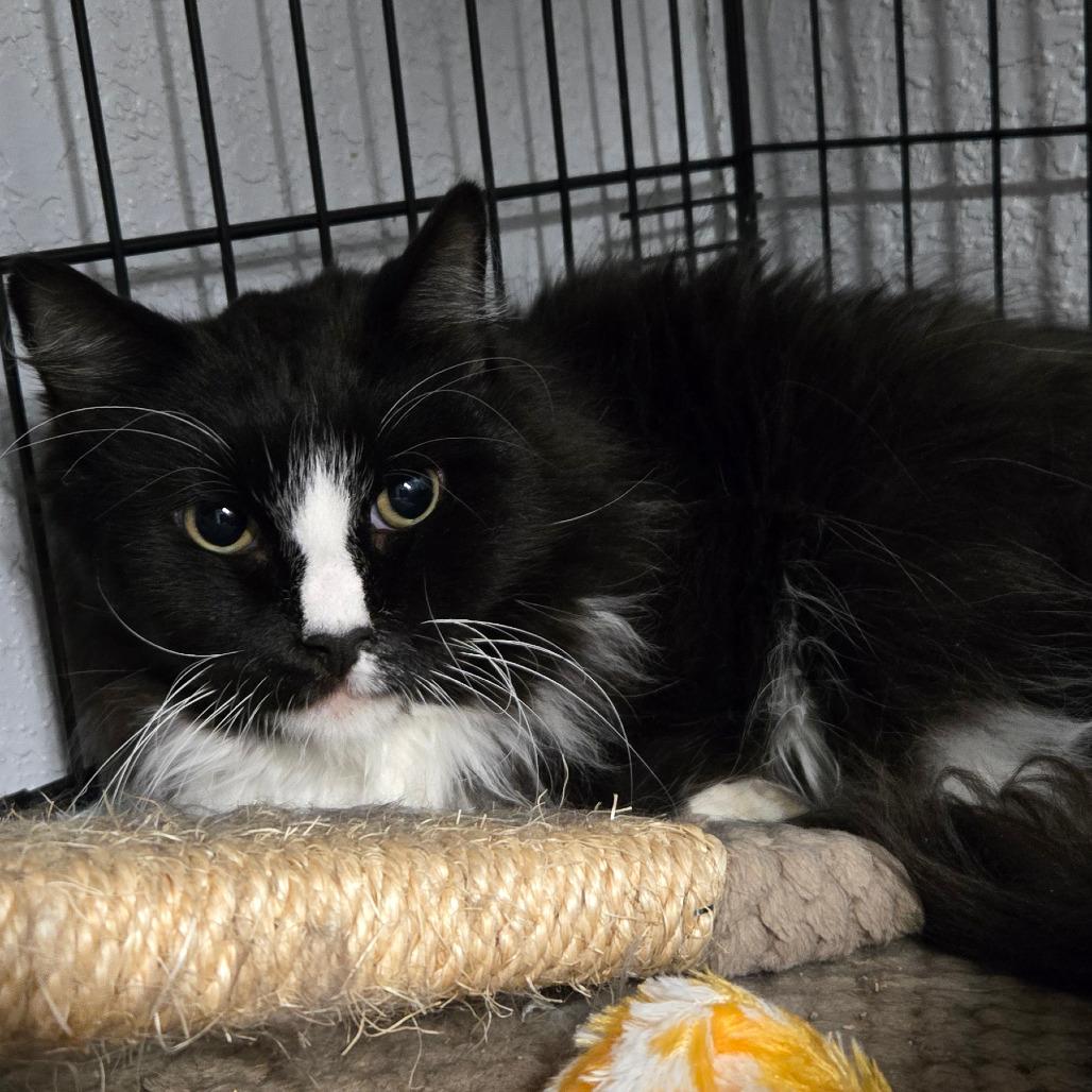 Kerropi, ADOPTABLE, Senior Male Domestic Long Hair.